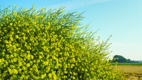 Yellow blooming black mustard from close